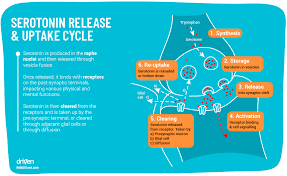 Serotonin And Its Unusual Role In The Brain