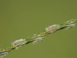 Image result for Digitaria diagonalis