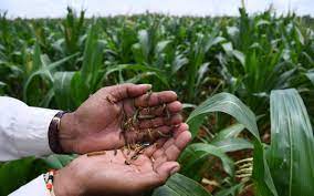 How can crops be destroyed? Ground Zero Ravaged By A Caterpillar The Hindu