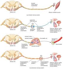 Pin By 29988879 On Being A Coder Motor Neuron Nervous System Brain Anatomy