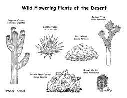 You can use any coloring medium, crayons, coloring pencils or markers, all work well for these. Desert Wildflowers Cactus Labeling Page Exploring Nature Educational Resource Desert Animals Coloring Desert Animals And Plants Desert Animals