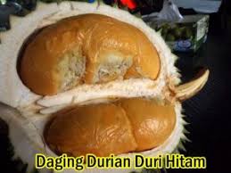 We did not find results for: Durian Duri Hitam Pangkalan Kerinci Rawabibit Com
