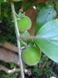 Image result for Dovyalis xanthocarpa