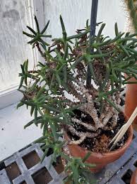 Image result for Hereroa