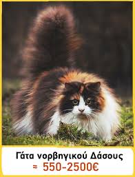 Τι σημαίνει ένα όνειρο με γάτα; Oi 20 Pio Akribes Gates Toy Planhth Poy Kostizoyn Mia Perioysia Ti Les Twra