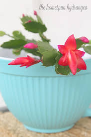 The hanging branches, which are made up of flat, glossy green segments, can grow to up to 3 feet long. How To Care For A Christmas Cactus The Homespun Hydrangea