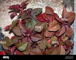 Image result for Amaranthus dubius