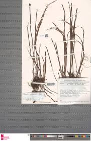 Image result for Vittaria guineensis