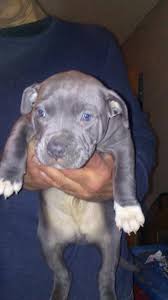 We have some very cute puppies for sale under $500 that you'll fall in love with. 100 Purebred Pitbull Puppies 100 150 Puppies For Sale Yakima Wa Shoppok