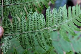 Image result for Ctenitis