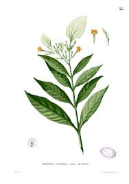 Image result for Mussaenda frondosa