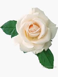 Gentle White Rose Sticker By Afremovartist Redbubble In 2020 White Rose Png Rose Flower Png White Roses