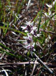 Image result for Wurmbea angustifolia