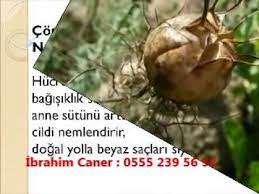 corek otu yagi saca nasil uygulanir corek otu yaginin saca faydalari youtube