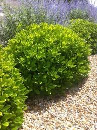 Pittosporum Tobira Nana Pittosporum Tobira Nana Arbuste Arbustes A Feuillage Persistant