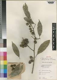 Image result for Vepris