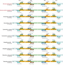 Image result for Brachycorythis buchananii