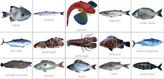 Et �a va empirer ! Poisson Mediterranee Poisson Poisson Mer Mediterranee