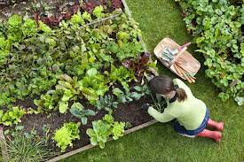 Ingin memulai berkebun di rumah, tetapi tidak yakin harus mulai dari mana? Cara Berkebun Sayuran Di Rumah Berlahan Sempit