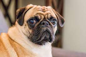 How Much Does It Cost to Own a Pug? (Updated in 2024) – Dogster