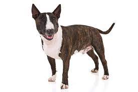 Maybe you would like to learn more about one of these? Miniature Bull Terrier Dog Breed Information