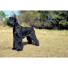 Maybe you would like to learn more about one of these? Giant Schnauzer Dog Breeds Dog Com