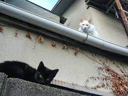 西宮流 にしのみやスタイル calico cat cat party dog cat