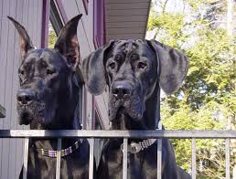 Breeders of great danes of the highest quality! Strong Want Your Dog To Win At Westminster You Might Need To Cut Off Its Ears Or Tail Strong Entertainment Life The Florida Times Union Jacksonville Fl