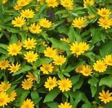 Maybe you would like to learn more about one of these? Jual Bibit Bunga Melapodium Kuning Matahari Kecil Kota Malang Ledoe Tokopedia