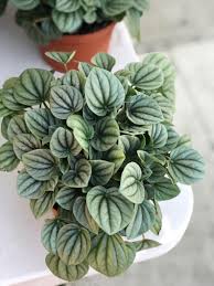 Check out one of these 9 houseplants that do well with high humidity and no sun! 10 Best House Plants To Add Color To Your Living Room Liaisons De Fleurs