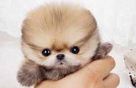 Pin By Diana Parraga On Dogs Love Em All Funny Dog Videos Pomeranian Puppy For Sale Baby Dogs
