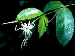 Image result for Jasminum breviflorum