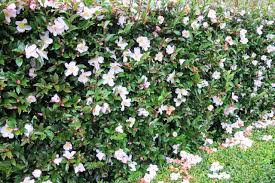 Camellia Fairy Blush Mark Jury As A Hedge Hedges Camellia Plant Camellia