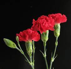 Pin On Carnation