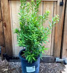 Myrica californica (california bayberry, california wax myrtle or pacific wax myrtle; Myrica Californica Pacific Wax Myrtle Artemisia Nursery
