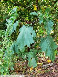 Image result for durman obecný plod