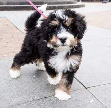 Pin On Pups