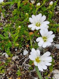 Image result for Cerastium