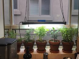 While this nano led light did bring the best out of my refugium tank i also liked the look of it. I M Growing Herbs Under A Grow Light Over Winter Should I Still Fertilize Them Or Should I Wait Till Spring Indoorgarden