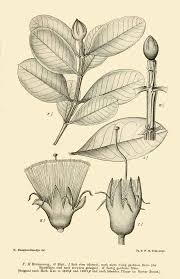 Image result for Lythraceae