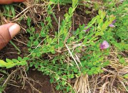 Image result for Macledium humilis