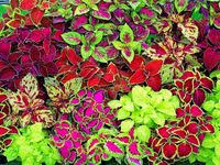 Ipek Cicegi Kedi Tirnagi Bakimi Portulaca Grandiflora Cicek Bakimi Cicek Cesitleri Cicek Turleri Cicek Isimleri Cicek Saksida Cicekler Bitki