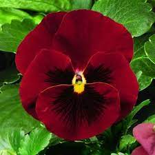 Pansy Delta Pure Red Pansies Flowers Pansies Flowers