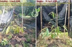 Limau bali putih & merah 4kaki tinggi 3. Powergro Hq Isu Anak Pokok Durian Daun Kuning Dan Gugur ÙÙŠØ³Ø¨ÙˆÙƒ