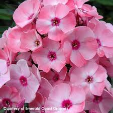 Pin On Flower