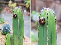 It's deep green ribs have short minor white spines along the edges of the stem. Wednesday Vignette Snail On Cactus
