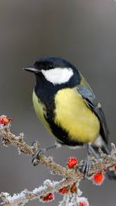 Pin Von Miriam Pineyro Auf Varios 2020 Vogel Im Garten Nagetiere Garten