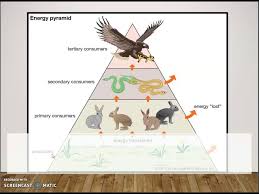 Are Rabbits Primary Consumers?. Rabbits Are Often Associated With Being… |  By Therabbitsguide | Medium