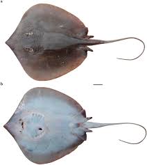 Image result for Tragia brevipes-benthamii-okanyu