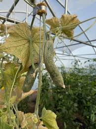 Image result for spider mites on cucumbers